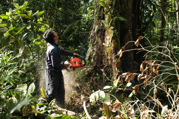 Best Storm Damage Tree Cleanup  in Rolling Hills Estates, CA