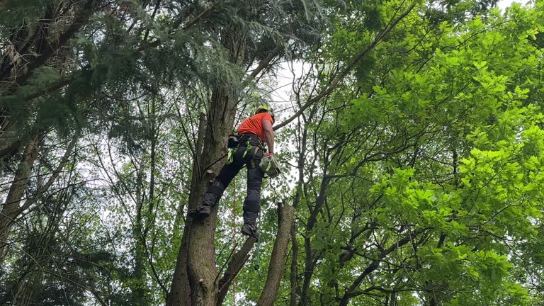 How Our Tree Care Process Works  in  Rolling Hills Estates, CA