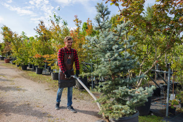 Best Tree Trimming and Pruning  in Rolling Hills Estates, CA
